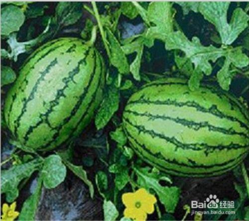 吃瓜网 - 免费吃瓜 黑料不详,免费吃瓜，黑料详情尽在其中