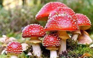 蘑菇网朝阳热心群众今日吃瓜,蘑菇网独家揭秘幕后真相